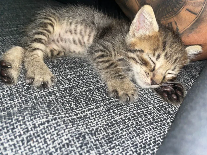 Gato ra a sem raça idade Abaixo de 2 meses nome Tigre