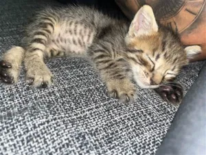 Gato raça sem raça idade Abaixo de 2 meses nome Tigre