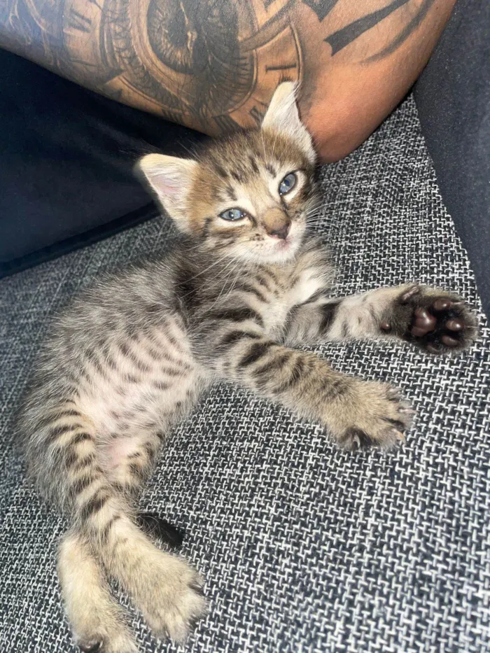 Gato ra a sem raça idade Abaixo de 2 meses nome Tigre