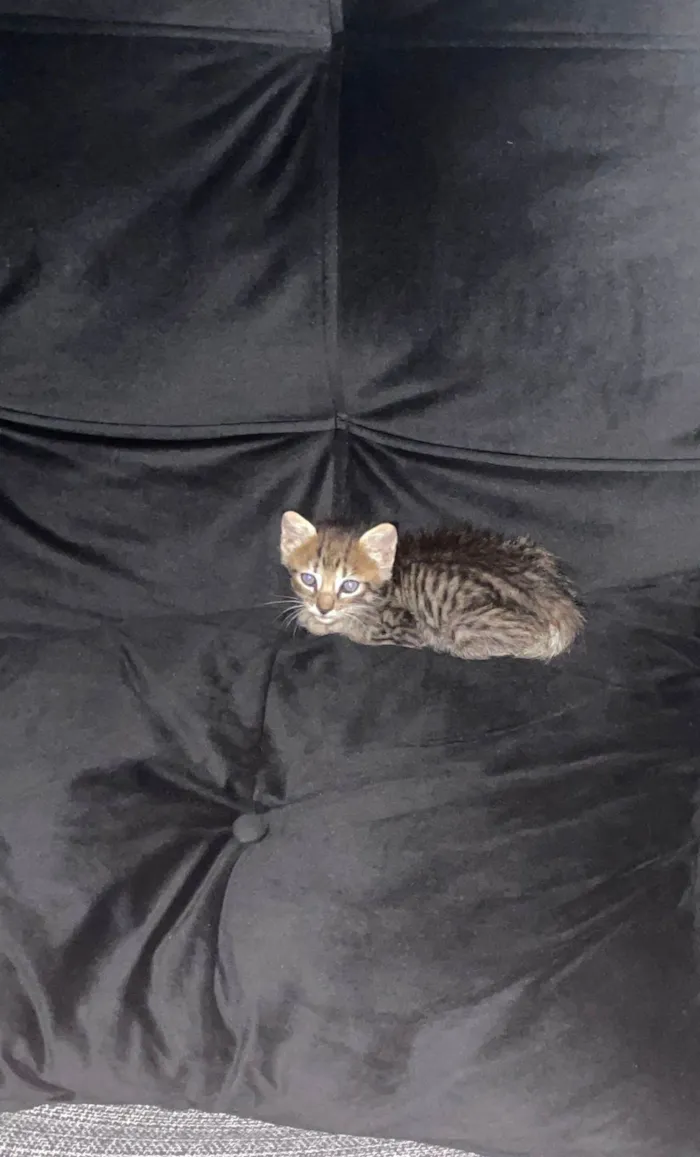 Gato ra a sem raça idade Abaixo de 2 meses nome Tigre