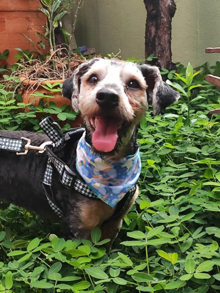 Cachorro ra a Yorkshire idade 2 anos nome Snoopy