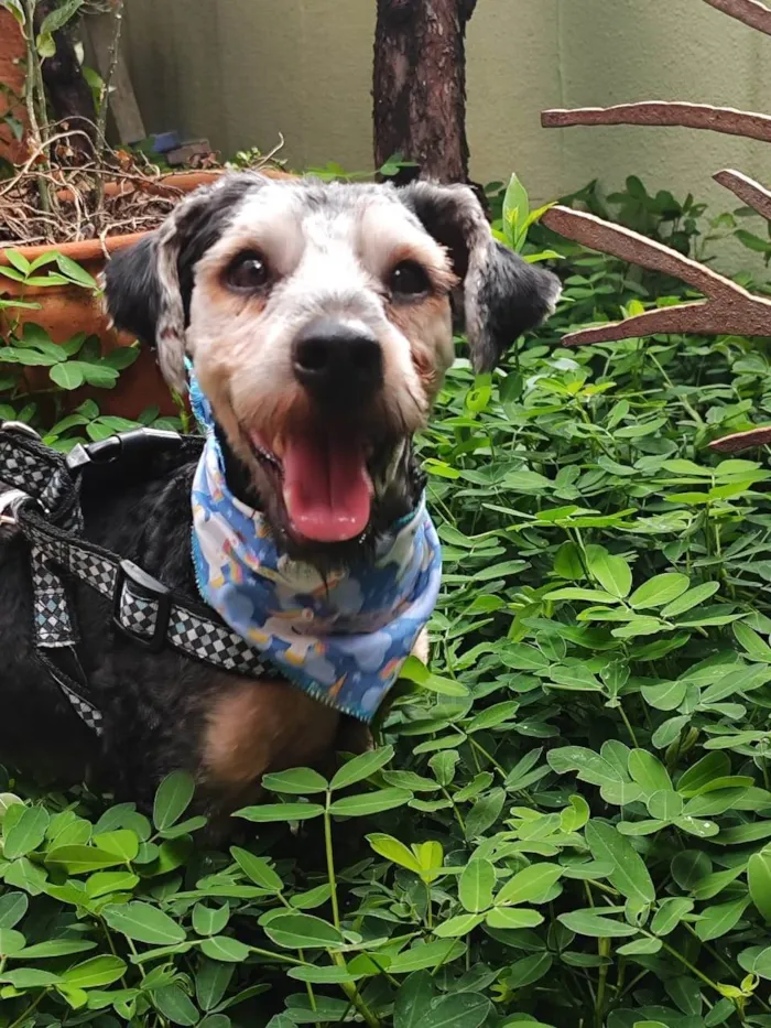 Cachorro ra a Yorkshire idade 2 anos nome Snoopy