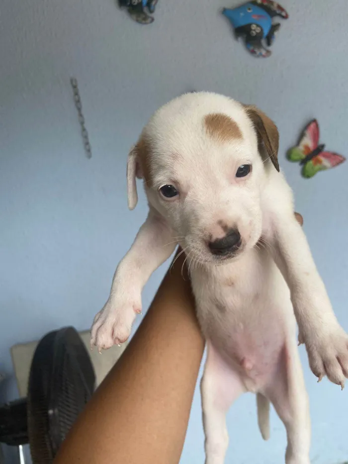 Cachorro ra a  idade Abaixo de 2 meses nome Não tem nomes 