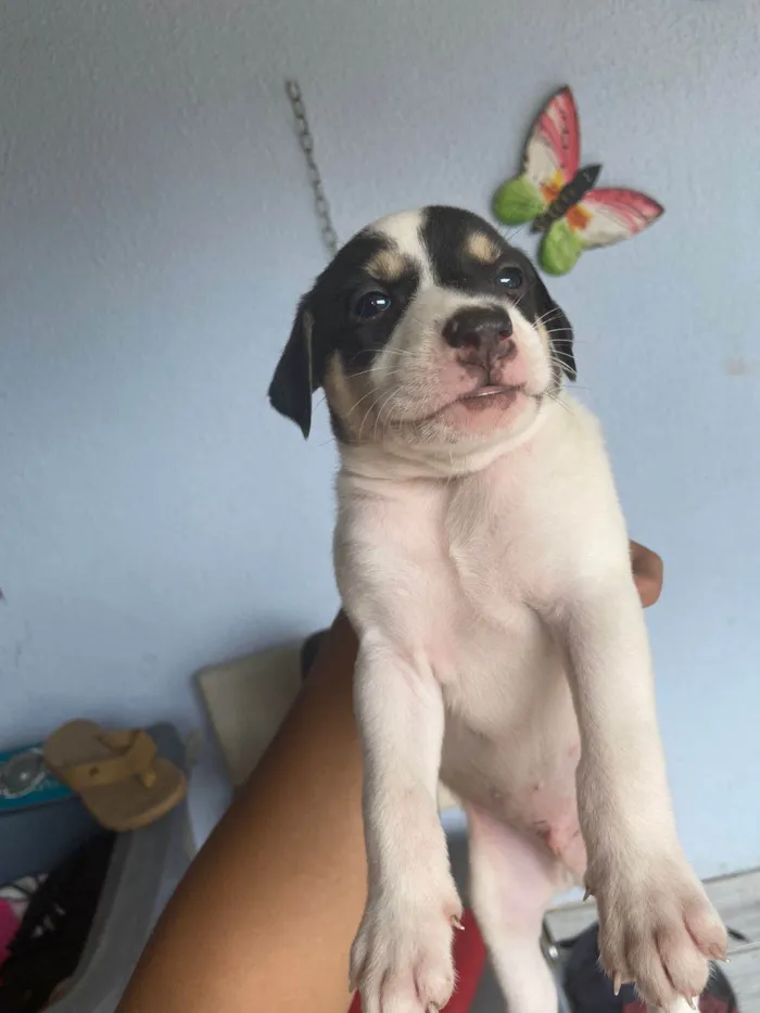 Cachorro ra a  idade Abaixo de 2 meses nome Não tem nomes 