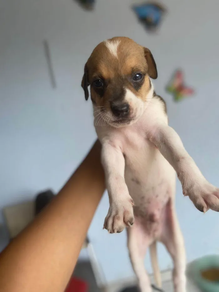 Cachorro ra a  idade Abaixo de 2 meses nome Não tem nomes 