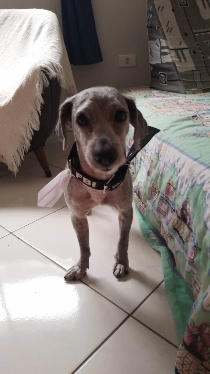 Cachorro ra a SRD-ViraLata idade 3 anos nome Estopinha