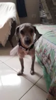 Estopinha