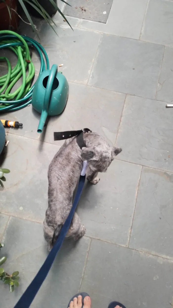 Cachorro ra a SRD-ViraLata idade 3 anos nome Estopinha