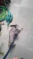 Estopinha