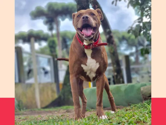 Cachorro ra a Pit-Bull idade 6 ou mais anos nome BARU