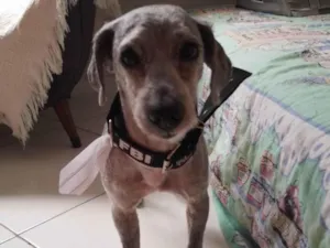 Cachorro raça SRD-ViraLata idade 3 anos nome Estopinha
