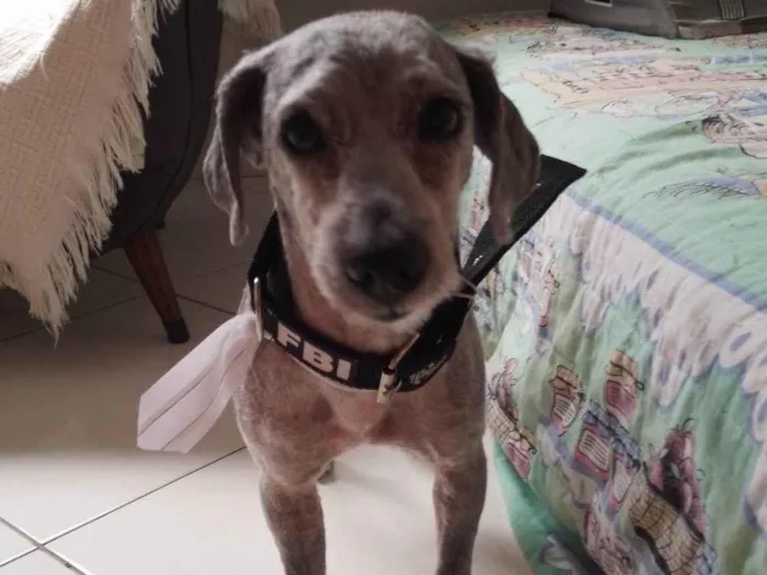 Cachorro ra a SRD-ViraLata idade 3 anos nome Estopinha