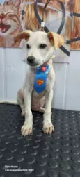 Apolo