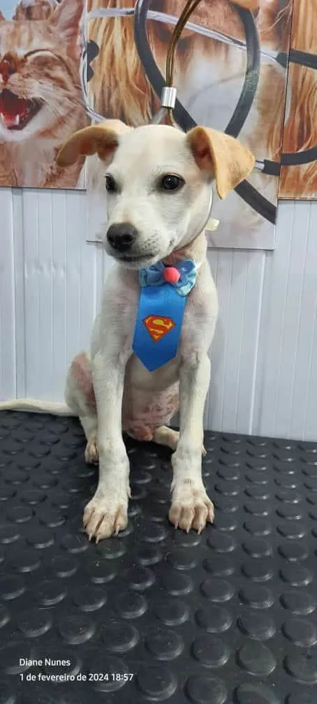 Cachorro ra a SRD-ViraLata idade 2 a 6 meses nome Apolo