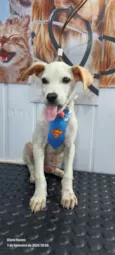 Apolo