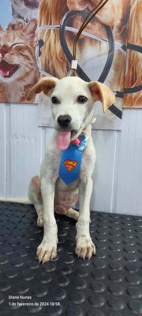 Cachorro ra a SRD-ViraLata idade 2 a 6 meses nome Apolo