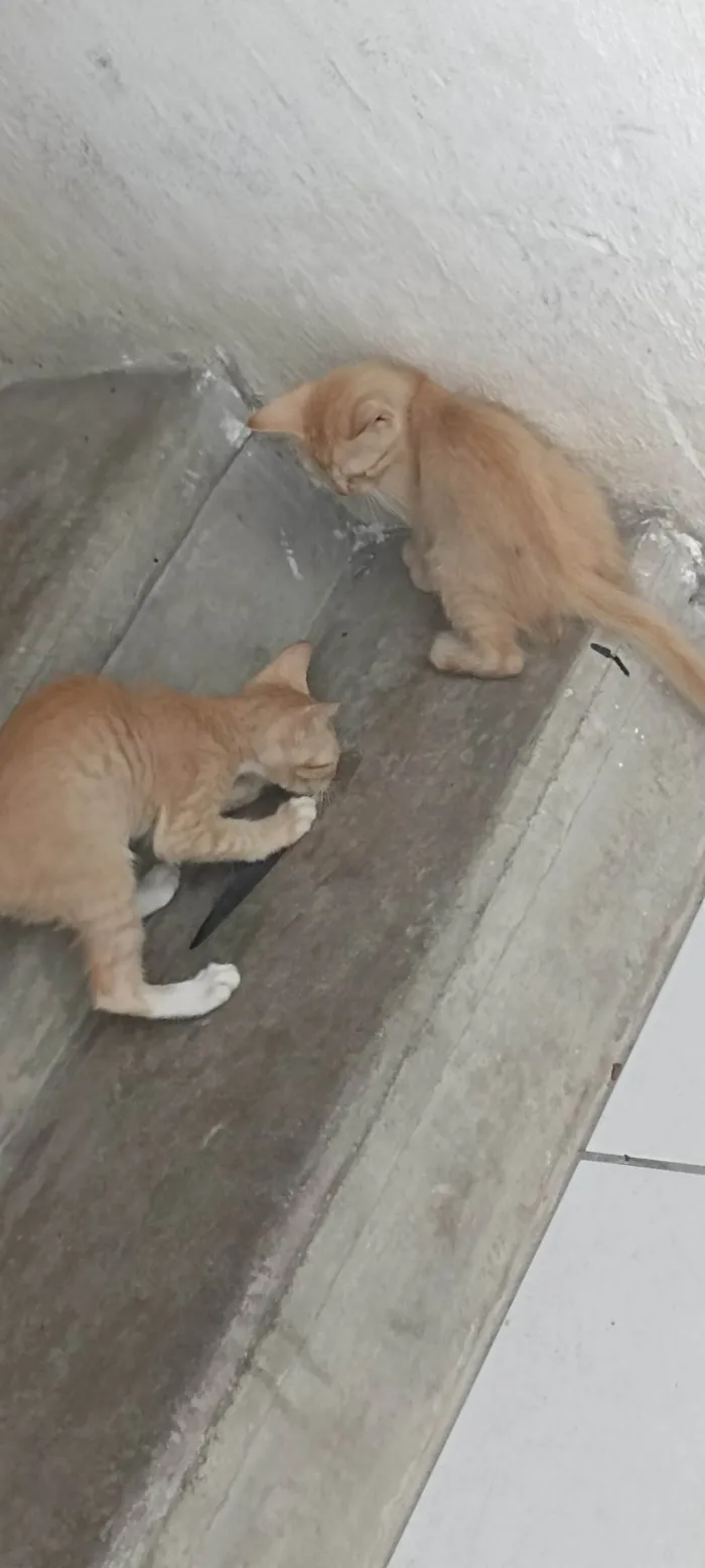 Gato ra a Siamês  idade 2 a 6 meses nome Sem nome 