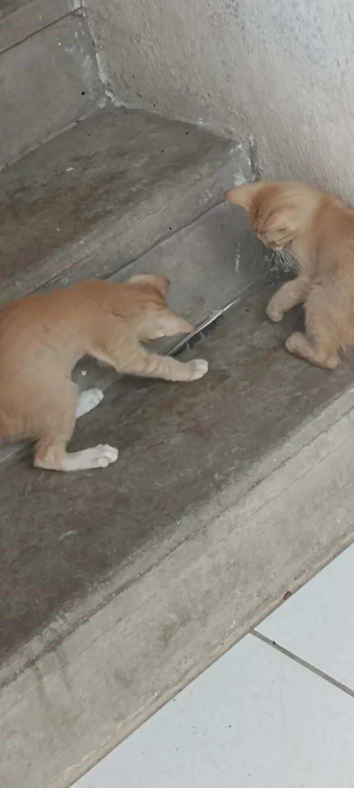 Gato ra a Siamês  idade 2 a 6 meses nome Sem nome 