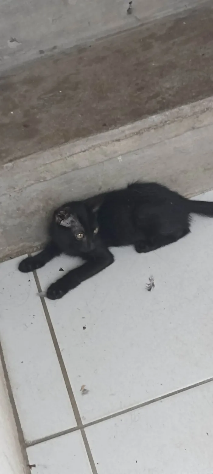 Gato ra a Siamês  idade 2 a 6 meses nome Sem nome 