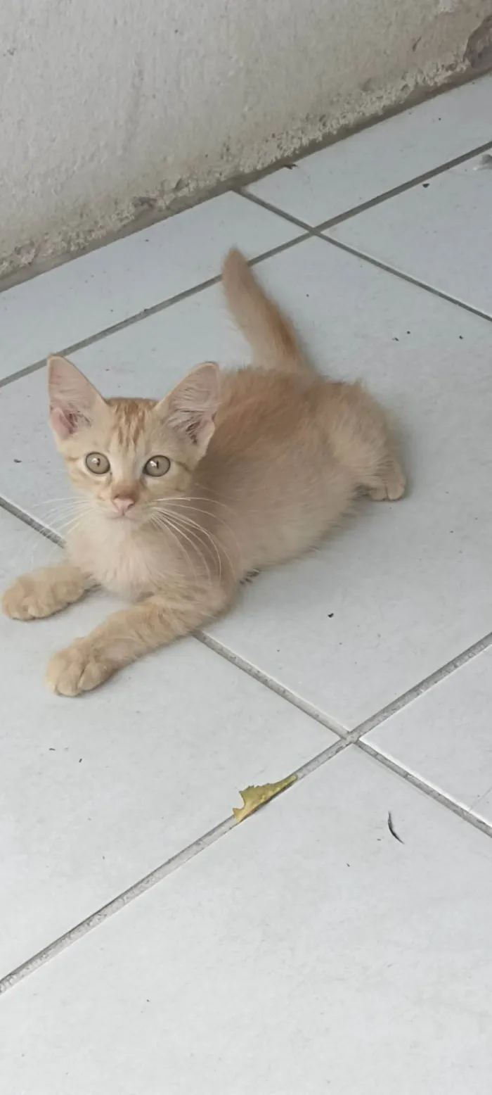 Gato ra a Siamês  idade 2 a 6 meses nome Sem nome 