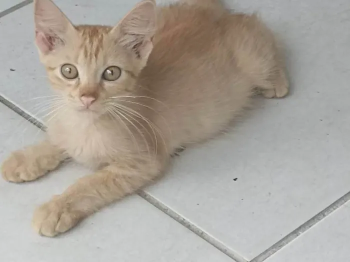 Gato ra a Siamês  idade 2 a 6 meses nome Sem nome 