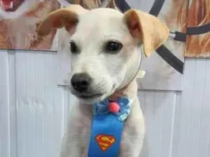 Cachorro raça SRD-ViraLata idade 2 a 6 meses nome Apolo
