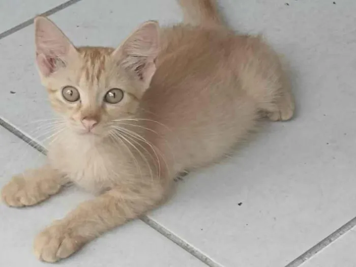 Gato ra a Siamês  idade 2 a 6 meses nome Sem nome 