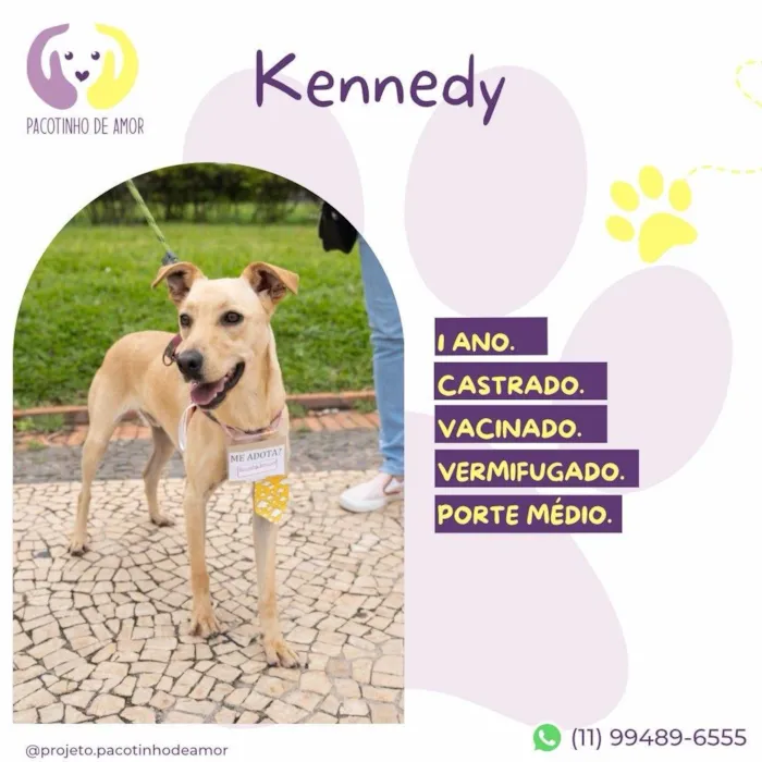 Cachorro ra a SRD-ViraLata idade 1 ano nome Kennedy 