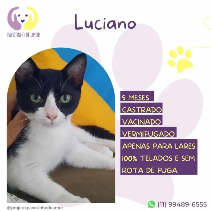 Gato ra a SRD-ViraLata idade 2 a 6 meses nome Luciano