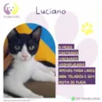 Luciano