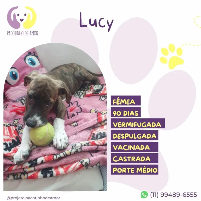 Cachorro ra a SRD-ViraLata idade 2 a 6 meses nome Lucy
