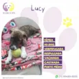 Lucy