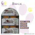 Blanca