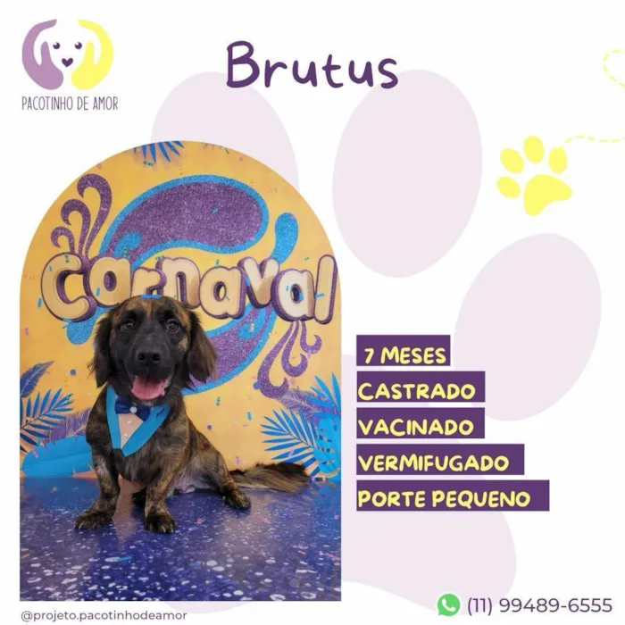 Cachorro ra a SRD-ViraLata idade 7 a 11 meses nome Brutus