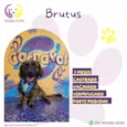 Brutus