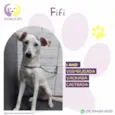 Fifi