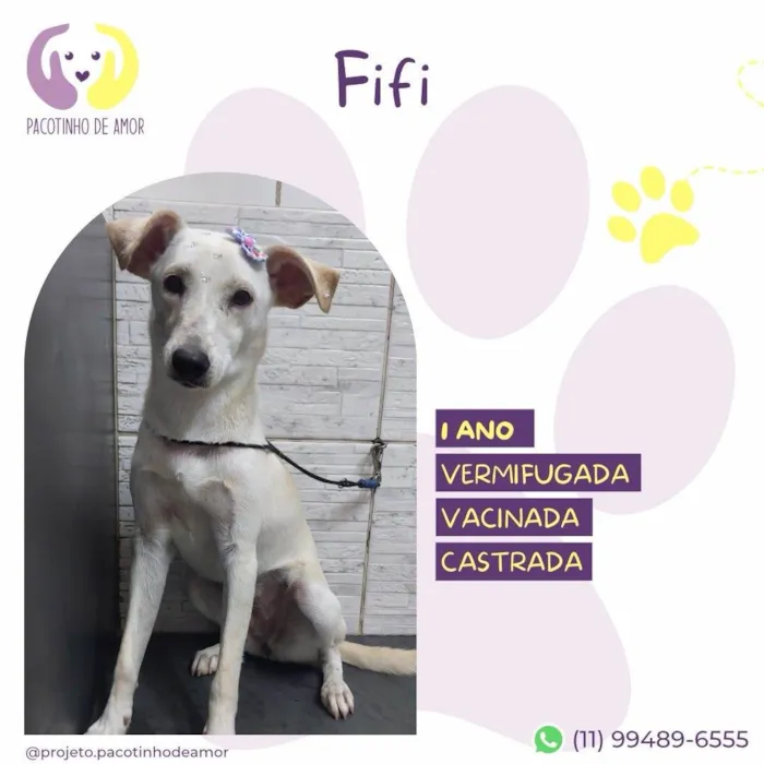 Cachorro ra a SRD-ViraLata idade 1 ano nome Fifi