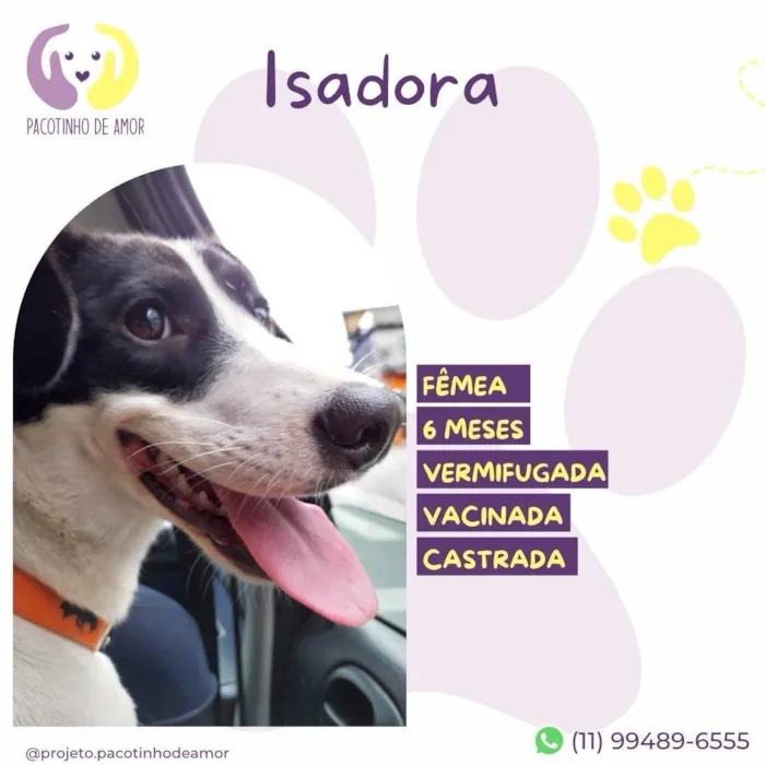Cachorro ra a SRD-ViraLata idade 2 a 6 meses nome Isadora 