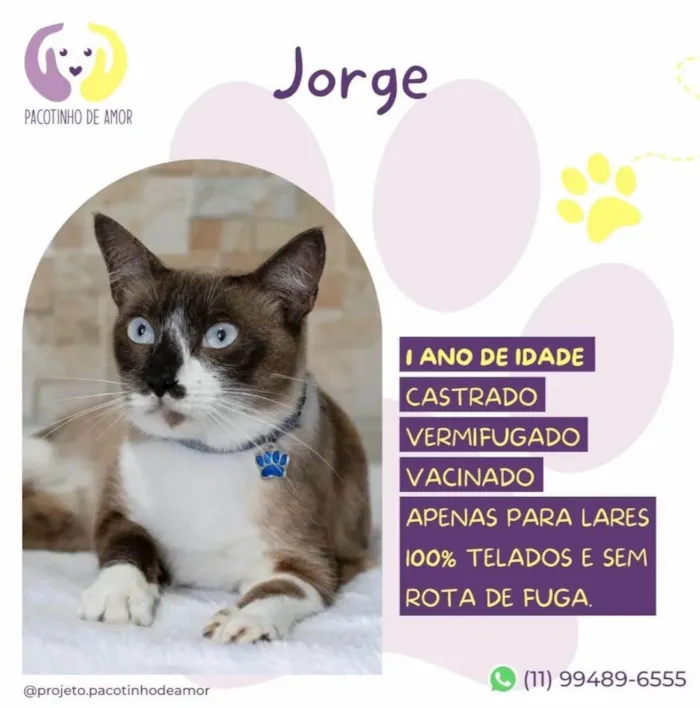 Gato ra a SRD-ViraLata idade 1 ano nome Jorge 