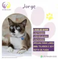 Jorge