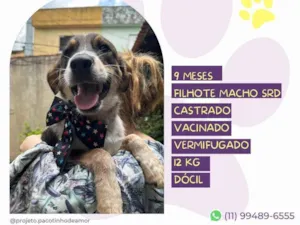 Cachorro raça SRD-ViraLata idade 7 a 11 meses nome Albert