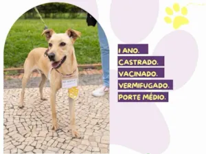 Cachorro raça SRD-ViraLata idade 1 ano nome Kennedy 