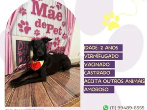 Cachorro raça SRD-ViraLata idade 2 anos nome Aquiles