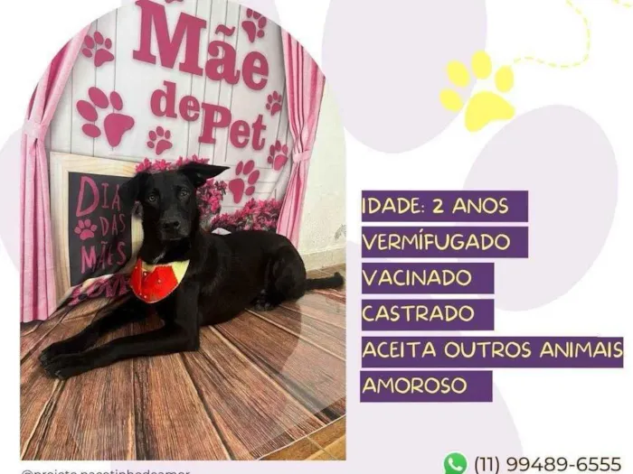 Cachorro ra a SRD-ViraLata idade 2 anos nome Aquiles