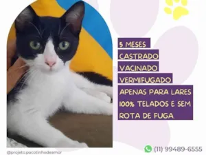 Gato raça SRD-ViraLata idade 2 a 6 meses nome Luciano