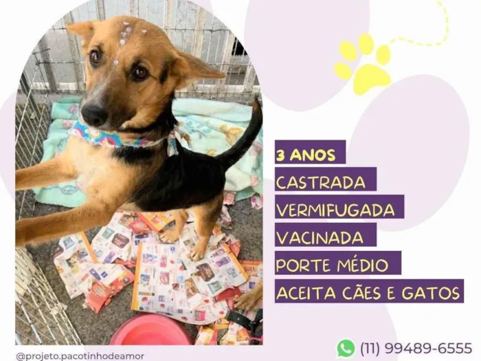 Cachorro ra a SRD-ViraLata idade 3 anos nome Bela