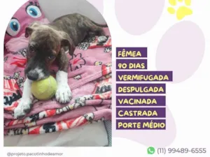 Cachorro raça SRD-ViraLata idade 2 a 6 meses nome Lucy