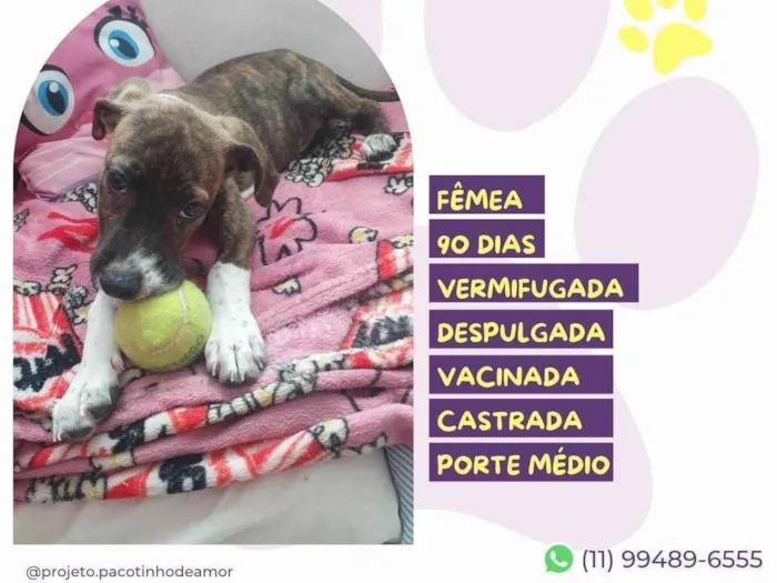 Cachorro ra a SRD-ViraLata idade 2 a 6 meses nome Lucy