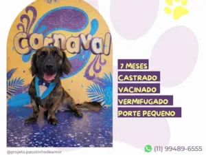 Cachorro raça SRD-ViraLata idade 7 a 11 meses nome Brutus
