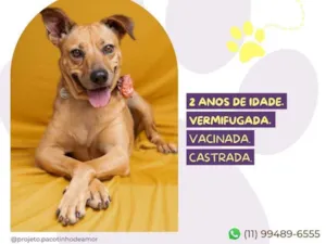 Cachorro raça SRD-ViraLata idade 2 anos nome Caramela